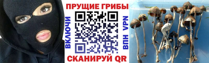 Псилоцибиновые грибы мицелий  где найти наркотики  Нурлат 